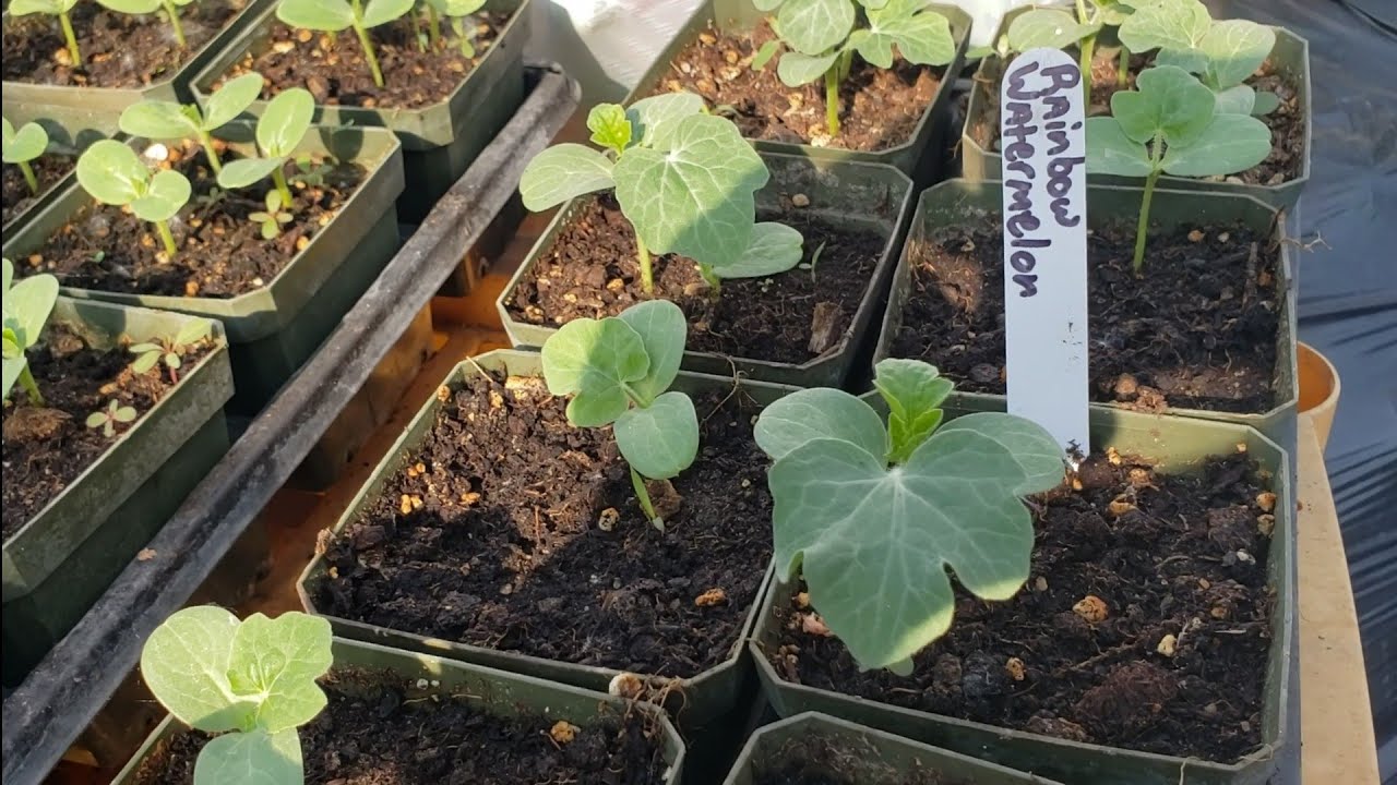 Planting 🌈 Rainbow Watermelon in Raised Beds From the Greenhouse! Grow
