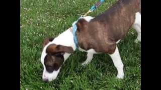 Benji-Available At The Humane Society Of Missouri