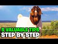 5 feeding tips for goats  boer goat fam