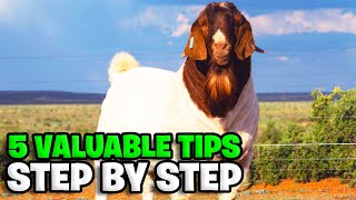 5 feeding tips for goats - Boer goat fam by Puro boer 4R 12,351 views 8 months ago 2 minutes, 49 seconds