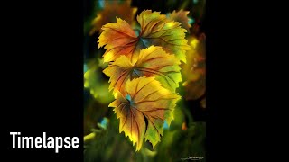 Leaves - Procreate Time-Lapse