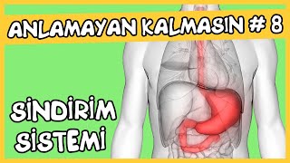 Anlamayan Kalmasın Sindirim Sistemi