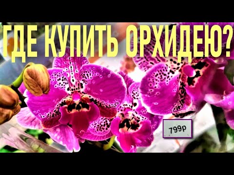 Где Купить Орхидею В Омске