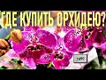 📌ГДЕ ВЫ ПОКУПАЕТЕ ОРХИДЕИ❓ АКЦИЯ -- САРАФАННОЕ РАДИО📍🔈 🔈 🔈 ДЕЛИМСЯ ИНФОРМАЦИЕЙ В КОММЕНТАРИЯХ! 🔔