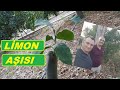 LİMON Aşısı Nasıl Yapılır ? (Göz Aşı)