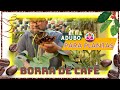 BORRA DE CAFÉ: Serve como ADUBO PARA PLANTAS