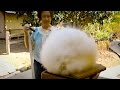 Record Breaking Rabbits: Angora Bunnies Get Blow-Dried