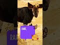 Disney's Okapi