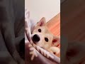 誰もが柴犬が世界で一番可愛いと思いますか？Does everyone think Shiba Inu is the cutest in the world? #shorts not 野良犬​⁠