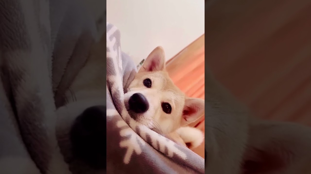 誰もが柴犬が世界で一番可愛いと思いますか？Does everyone think Shiba Inu is the cutest in the world? #shorts not 野良犬​⁠