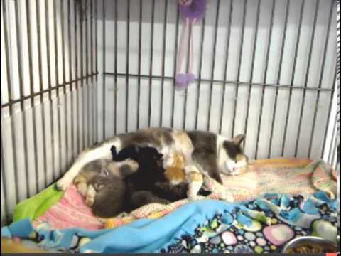 cage free vs organic eggs Morning 4-21-13