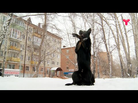 В ресторан с собакой