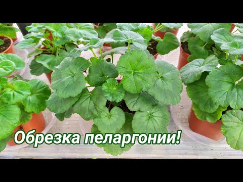 Обрезка, прищипка, формирование молодой пеларгонии (герани) для пышного куста!