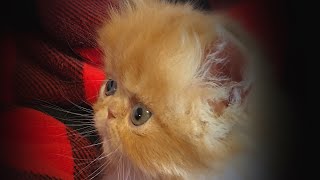 Red & White Persian Kittens in Arkansas