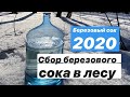 Сбор березового сока 2020/Russia/Russian Village