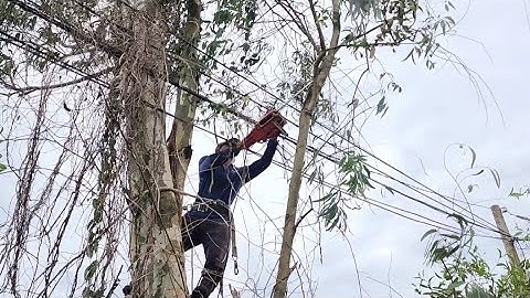 Cưa  hai  cây  bạch đàn  Gần trụ dây  điện  .Cưa  cây  kỷ  thuật  cao