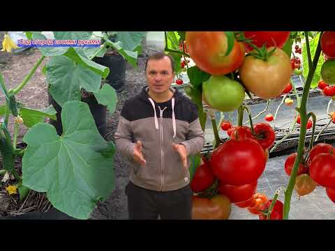 Что проще и выгоднее выращивать в теплице- огурцы или томаты?