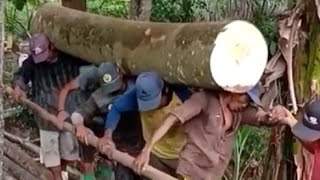 ORANG LUAR NEGERI HERAN CARA ORANG INDONESIA ANGKUT KAYU MAHAL KAYU TUA KAYU LANGKA DIBURU KOLEKTOR