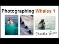 Photography Tips for Whale Watching Pt1 - Photo opportunity of a lifetime
