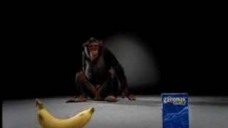 Gainomax monkey