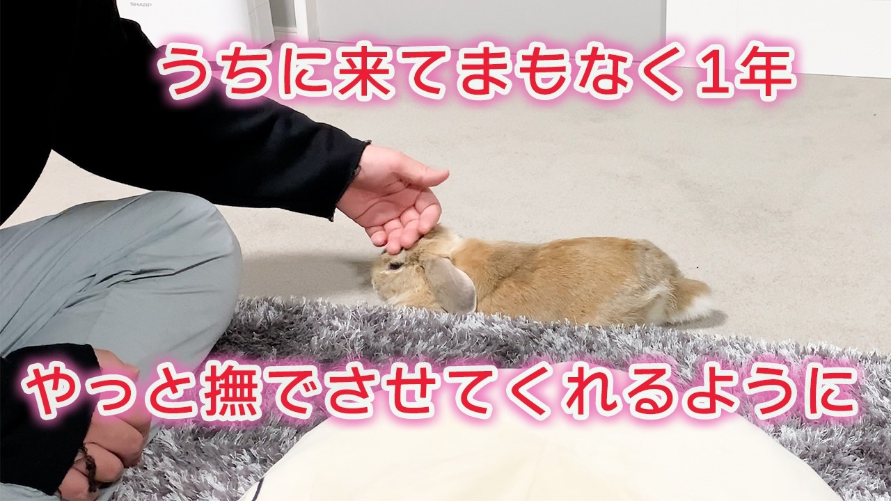 ようやく撫でさせてくれるように