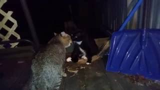 Two Tom Cats Fight