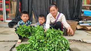 Harvesting water spinach and selling it with two children, daily life in the mountains