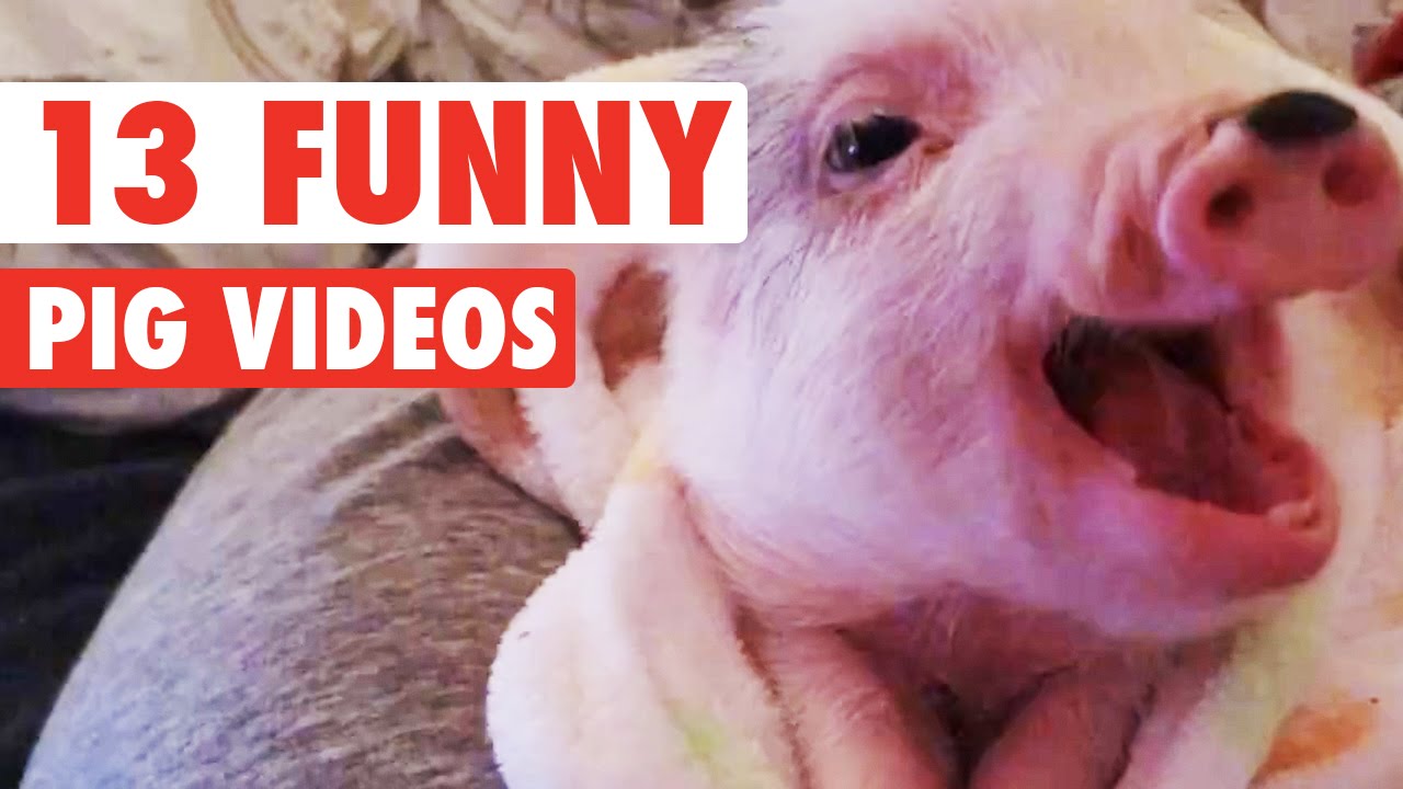13 Funny Pig Videos || Awesome Compilation - YouTube
