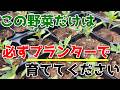 【夏野菜】畑よりプランター栽培の方がメリットたくさんの野菜は○○です 【家庭菜園】