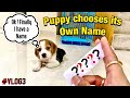 Puppy Choosing its Own Name  | Mr Smart Cute Beagle | #Vlog3