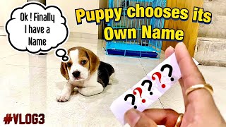 Puppy Choosing its Own Name  | Mr Smart Cute Beagle | #Vlog3