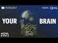 (Podcast Version) Your Brain | NOVA Remix