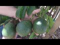 April backyard orchard tour part #1 😎 San Diego!