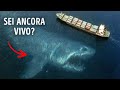 Secondo gli esperti, il Megalodonte per come lo conosciamo non è mai esistito