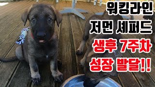 저먼 셰퍼드 생후 7주차 강아지들의 성장발달 모습!! 워킹 라인 저먼 셰퍼드 입양 분양!! Germanshepherd Puppy!