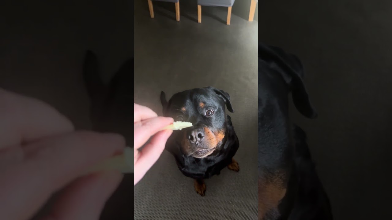 The Cheese Tax Must Be Paid #rottweiler #cheesetax