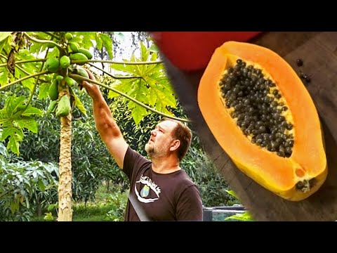 How to Grow Papaya at Home from Seed