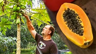 How to Grow Papaya at Home from Seed