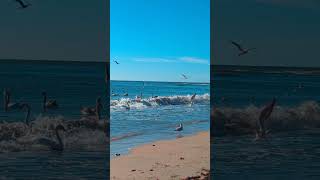 Лебеди катаются на волнах #евпатория #море #природныепейзажи #shorts