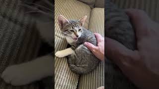 Funny Pets | 2024😂 Funny Dogs And Funny Cats Videos 🐱 🐕 😄 #156