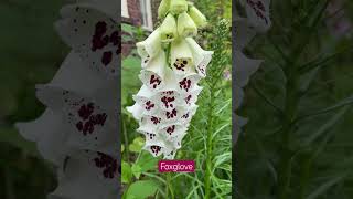 Foxglove Pam’s Choice Split #foxglove