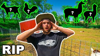 My Backyard Farm Animal Is Dead I Caught The Killer