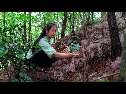 Discovering the Special Mushrooms! A Delicacy that Can't be Found