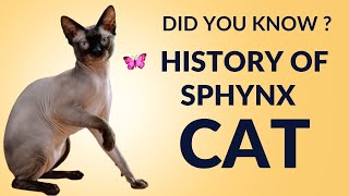 Sphynx Cat | Cat Funny Cats  | New Funny Cats Videos