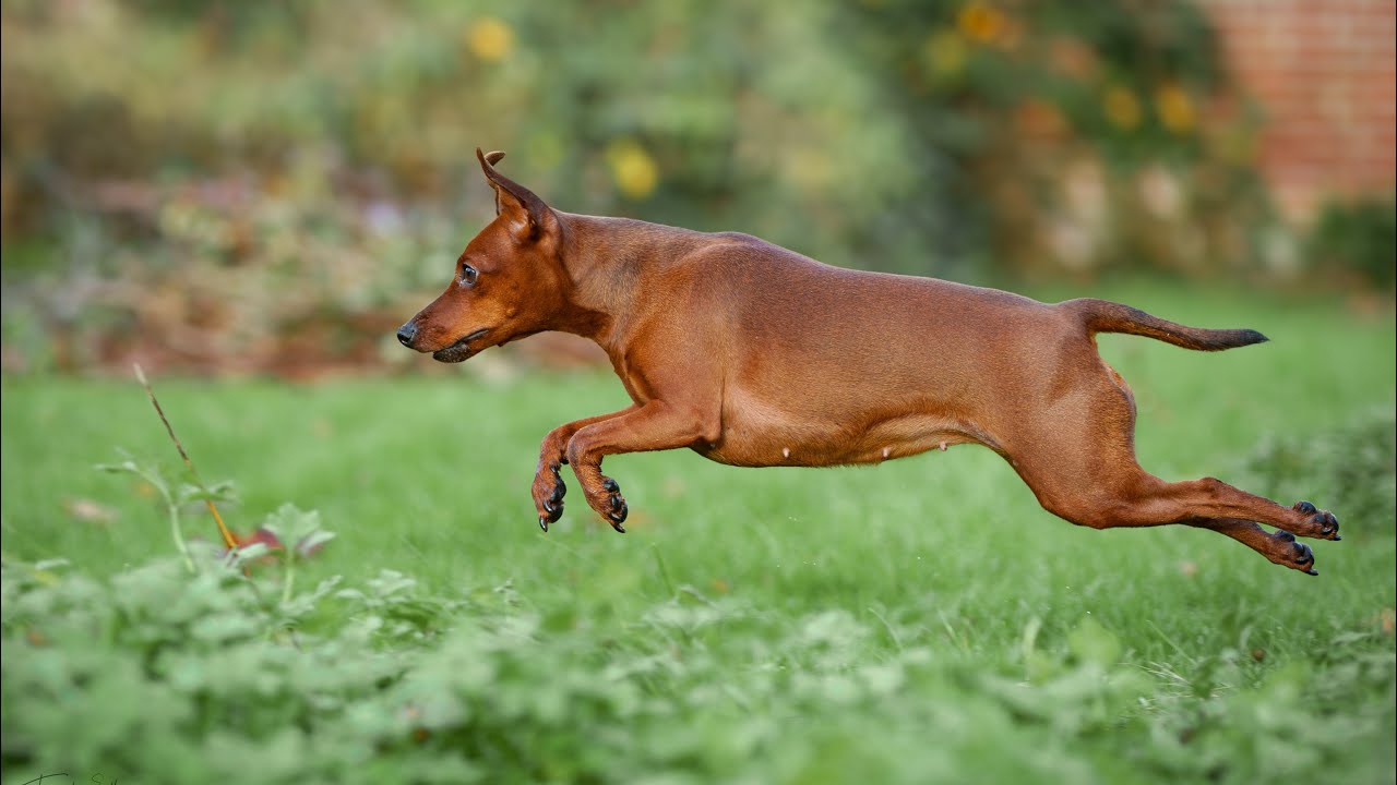 Sony A7V - Wie richte ich die Kamera alltagstauglich ein. Inkl. meiner Einstellungen für Action. 
