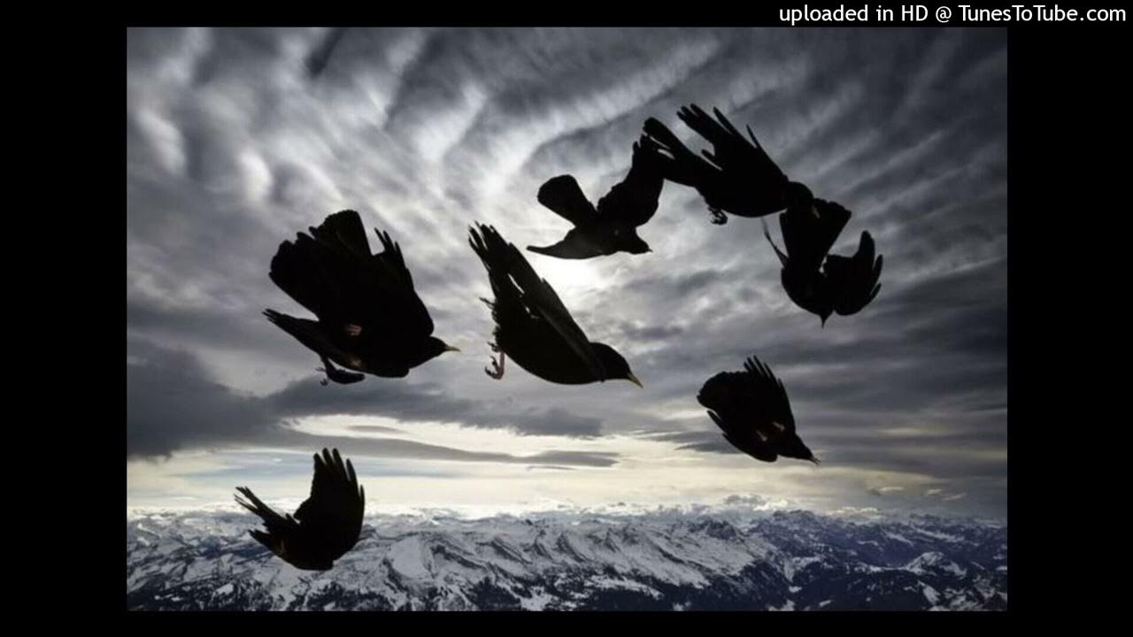 A Swarm Of The Sun Lifeline YouTube