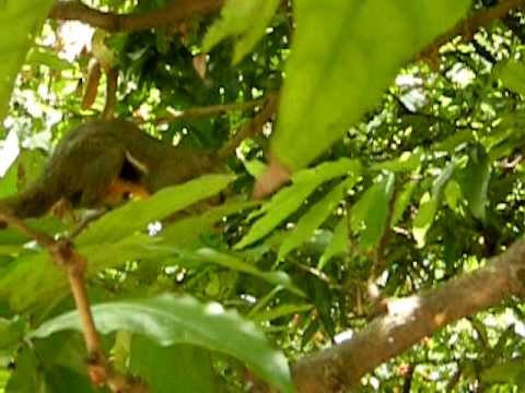 A Squirrel Come Near Me In Singapore Botanic Garden Sbg Youtube