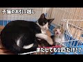 ３度目の子猫の引越しを見かねて手伝うお父さん