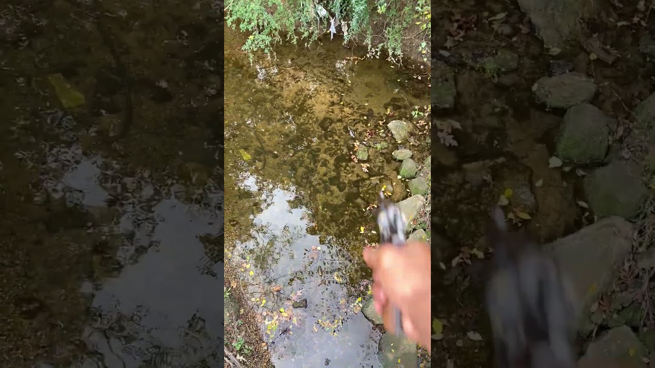 38 special swith&wesson aim on point 