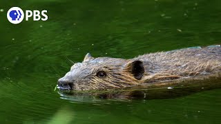 Busy Beavers | Backyard Nature